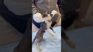 Poor Stray Kitten Too Weak to Stand #poorcat #straykitten #rescue