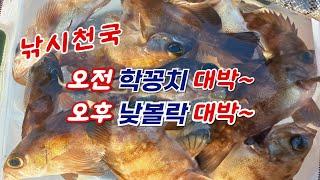 볼락 학꽁치 낮에 대박 치고 왔어요~사천 저도섬 낚시천국~!!