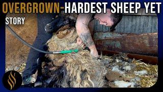 The Mental Demand Of This Shearing Threatens To Crack Katie