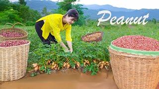 HOW TO GROW & HARVEST PEANUTS - Goes To Market Sell, Gardening And Cooking/LÝ TRIỆU CA