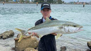 Popping for big yellowtail kingfish swansea bridge