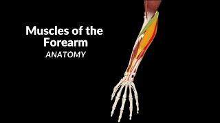Muscles of the Forearm (Division, Origin, Insertion, Function)