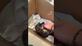 How cute is this baby platypus 1-10?⬇️ #animals #cute