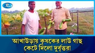 Miscreants cut down the tree of the entrepreneur returning from exile in Akhaura Akhaura | B Baria | Rtv News