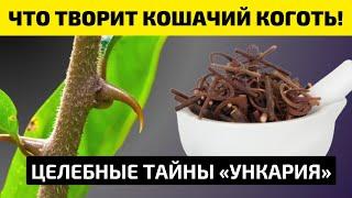 Что Творит КОШАЧИЙ КОГОТЬ (Ункарии). ТРАВА ДОЛГОЛЕТИЯ от 100 БОЛЕЗНЕЙ И ДАЖЕ...