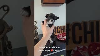 Вся информация о малышке на нашем сайте chihua.by