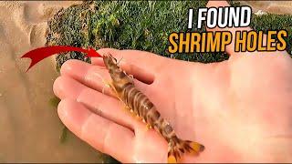 Catching Sea Creatures: Exploring Shrimp Holes, Discovering Hidden Crabs Beneath the Waves