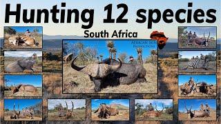 A Busy Hunt in SA - more then 12 animals taken