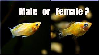 3 Ways to Identify Male and Female Balloon Molly fish