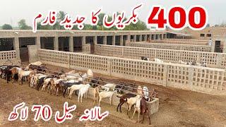 Pakistan Modern Beetal Goat Farm #goat #goats #goatfarm