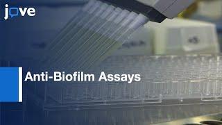 Anti-Biofilm Assays to explore Natural Compound Libraries | Protocol Preview