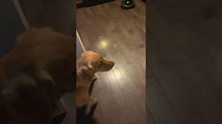 ￼ Ellie vs. Roomba part one