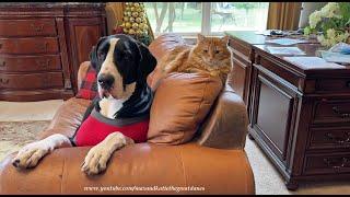 Caring Cat Ignores Squirrel To Sit With Recovering Great Dane