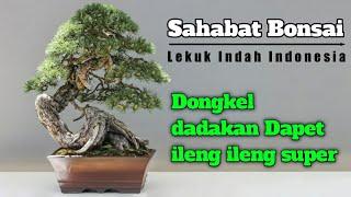 Ileng ileng lekuk indah pak supriyadi maestro bonsai indramayu