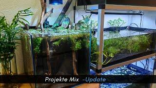 Projekte Mix mit kleiner Überraschung &. Stress mit den kubotais  #aquaristik