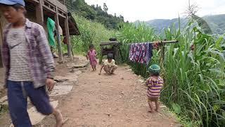 Collecting green leaves of nettles for curry purpose || Village life || Primitive technology