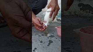 pot jaam ka ilaaj 100% result ️️ subscribe now ️ #pigeon #kabootar #lakwa #shortvideo #shorts