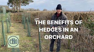 The Benefits of Hedges in an Orchard