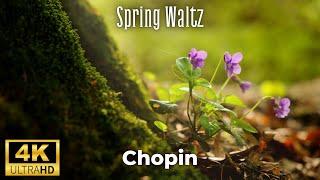 Spring Waltz (Mariage d'Amour) Chopin 4K