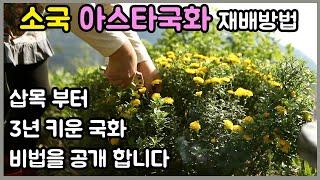 소국, 아스타국화 재배방법/삽목 방법부터 3년째 커가는모습 / 삽목으로 국화부자 만들기