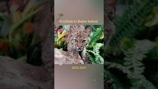Bailey Bobcat Tribute 2003-2024