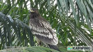 Greater Spotted Eagle @ Chiu S C 7794