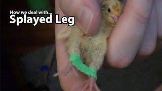 Splayed Leg - How We Deal With That