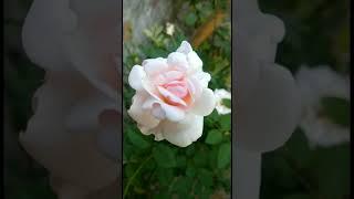 Beautiful Rose|| White Rose|| Flower Gardening||