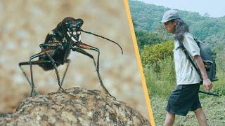 自然摄影师野外拍摄虎甲虫Tiger beetle｜荒野露营生活