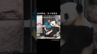 10.12上午北動大熊貓小白天與飼養員的互動，小白天不愛吃窩窩頭