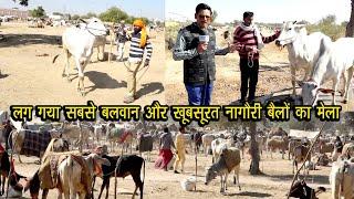 सफेद घोड़े जैसे खूबसूरत नागौरी बैल रेस में घोड़े को पछाड़ दे Nagaur Cattle Fair 2023 नागौर पशु मेला