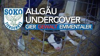 Gier, Gewalt und Emmentaler - Milchbetrieb in Bad Grönenbach Undercover // SOKO Tierschutz e.V.