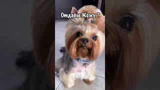 Отдаем собаку в приют ? Подписывайтесь!) #собака #питомцы #животные #кот #мем #приколы