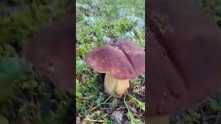 Swedish forests mushrooms