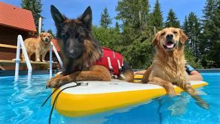 Happiest Dogs Reaction To Their Massive New Pool