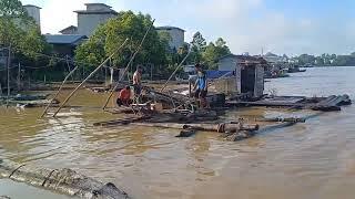 Budidaya ikan tapah panen ikan tapah di keramba