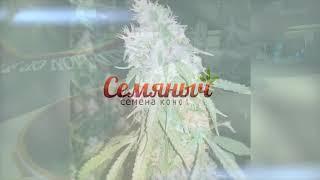 Обзор сорта Lemon AK Auto (Fast Buds)