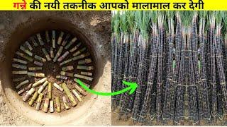 मीठे गन्ने की खेती से होगी मीठी आमदनी  Sugarcane farming  Cultivation and Harvesting