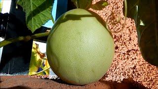 Lifecycle of the Honeydew Melon in 1 Minute