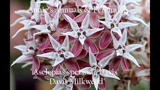 Annie's Annuals & Perennials Episode 003 - Asclepias speciosa 'Davis'