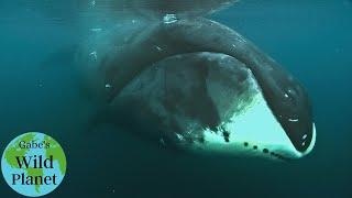 The Bowhead Whale: An arctic resident with a long lifespan