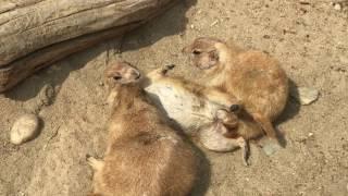 Watch Exotic Animals Inside Korea's Largest Zoo