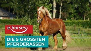 Top 5 der größten Pferderassen