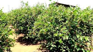 Vườn dâu ăn quả đẹp  - tốp đầu ở Đức Trọng, Lâm Đồng | Mulberry garden to get fruit