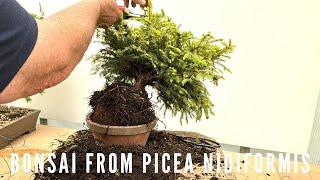 Creating Picea Nidiformis Bonsai