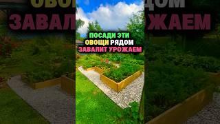 Посади эти овощи рядом, завалит урожаем #сад #огород #дача #рассада #урожай