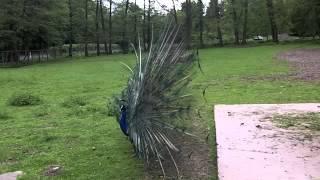 Balzender Pfau - Displaying peacock