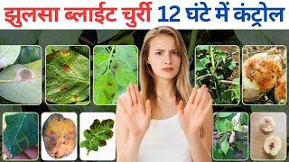 ब्लाईट, झुलसा, चुर्री, काली जड़ 12 घंटे मे कंट्रोल || Late Blight Control