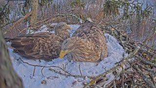  Zorro and Milda checking nest bowl after snow fall | Jūras ērgļi | Sea eagles | Nov 24, 2024