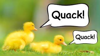 What sound does a DUCK make?  |  Farm Animals